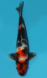 KOI HQ Tategoi Showa zima 2015 32 cm