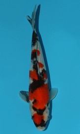 KOI VHQ Tategoi Showa Sanshoku zima 2015 27 cm