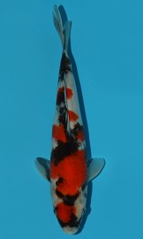 KOI VHQ Tategoi Showa Sanshoku zima 2015 27 cm