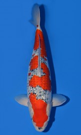 KOI SHQ Gin Rin Goshiki podzim 2015 50 cm
