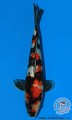 Germany Shinkokai Young KOI Show ... Vice Champion ... Gin Rin A ... size 2 ... " for sale now "