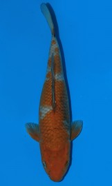 KOI VHQ Ochiba Shigure léto 2016 32 cm