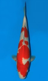 KOI HQ Kohaku léto 2016 40 cm