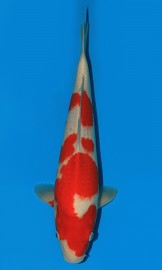 KOI HQ Kohaku léto 2016 40 cm