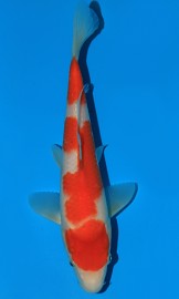 KOI HQ Kohaku