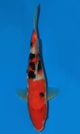KOI HQ Taisho Sanshoku