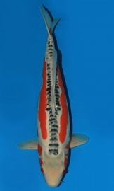 KOI SHQ Shusui