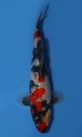 KOI VHQ Showa Sanshoku