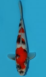 KOI SHQ Showa Sanshoku zima 2015 30 cm