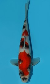 KOI SHQ Showa Sanshoku zima 2015 30 cm