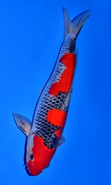 KOI SHQ Goshiki jaro 2015 45 cm