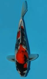 KOI SHQ Showa Sanshoku zima 2015 33 cm