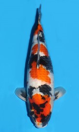 KOI SHQ Showa Sanshoku zima 2015 57 cm, samice