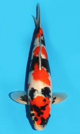 KOI SHQ Showa Sanshoku léto 2015 38 cm, samice