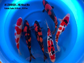 Selected HQ Nisai Mix 2023 from Marusei KOI Farm