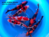 Výběrový HQ Nisai Mix 2023 from Marusei KOI Farm