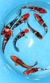 KOI import srpen 2013