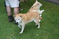 Na výstavě japonských KOI nemůže chybět typický japonský pes ...
