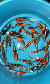 KOI mix Tosai od chovatele Masaki ve velikosti 12 - 14 cm.