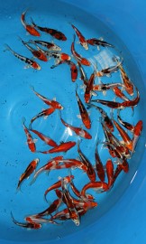 KOI mix Tosai od chovatele Sakazume ve velikosti 11 - 13 cm.