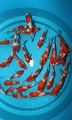 Kohaku mix - import 2013