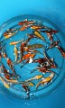 KOI mix - import 2013