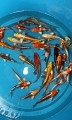 KOI mix - import 2013