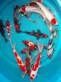 Koi Import  24.7.2006