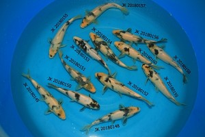Shiro Utsuri JK 20180148 - JK 20180160_Unor 2018