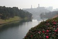 Azalky v květu, jaro je tu - dnešní teploty v Tokiu přesáhli 16 °C, je super chodit v tričku ... 