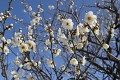 A tyto nádherné bílé květy Sakury jsou středem jejich zájmu ...