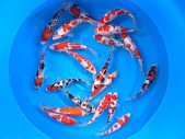 AKC KOI Tosai Tateshita Gosanke 21_26cm