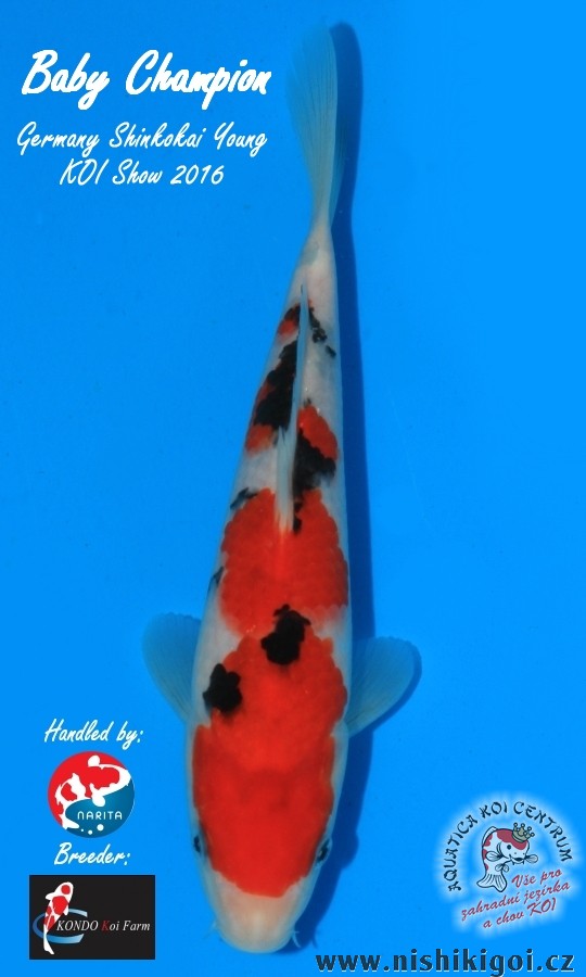 Germany Shinkokai YOung KOI Show 2016 - Baby Champion 2016