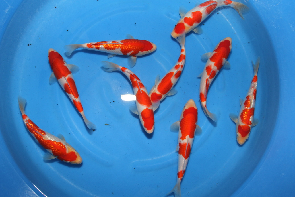 The best Tategoi Kohaku for KOI Show ...