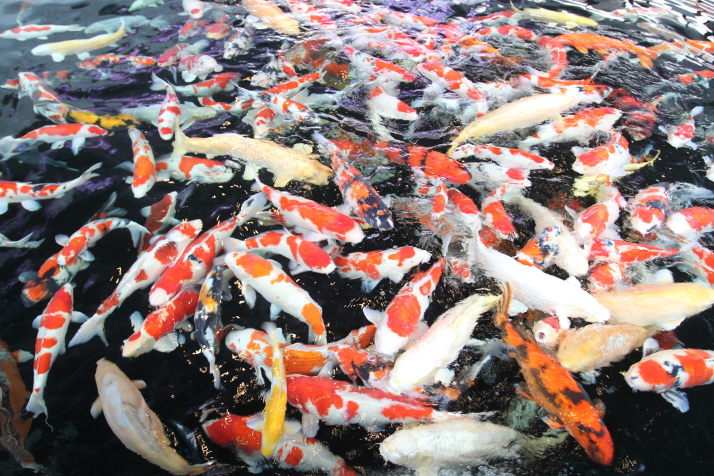 Nishikigoi - koi museum Ojiya 2015