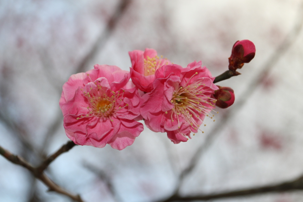 Kyoto February 2015 