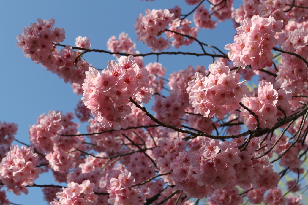 Tokyo Sakura Spring 2015
