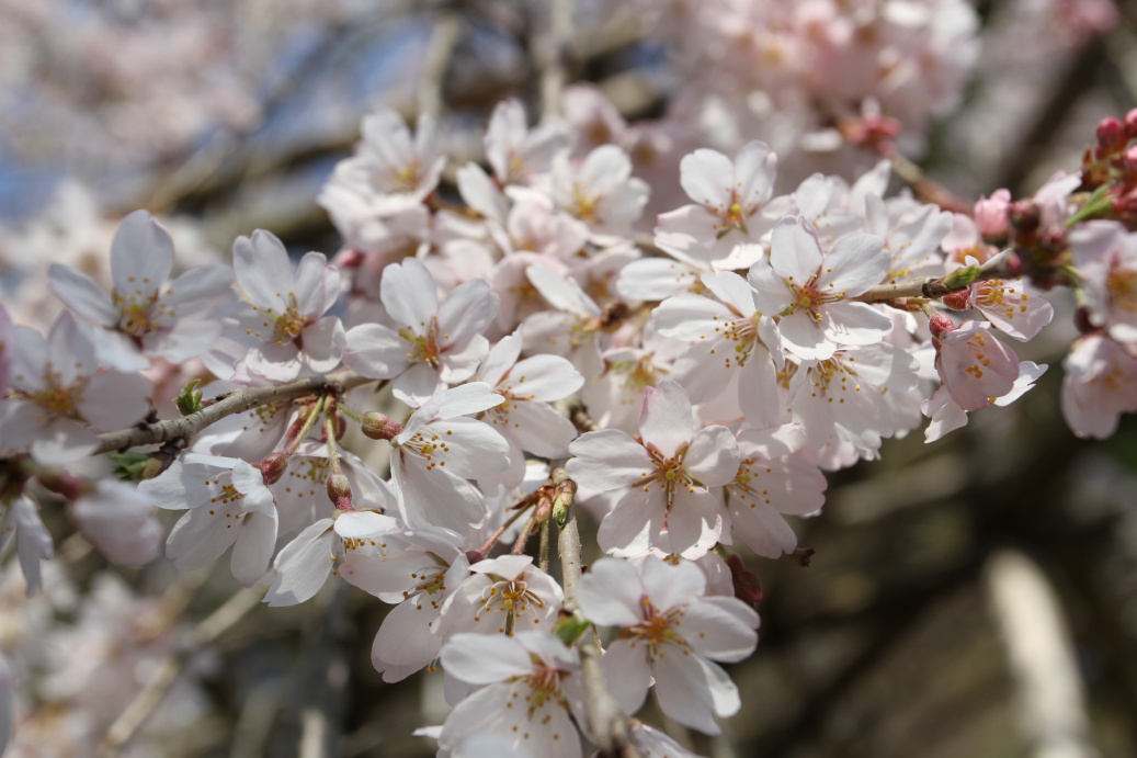 Sakura spring 2015