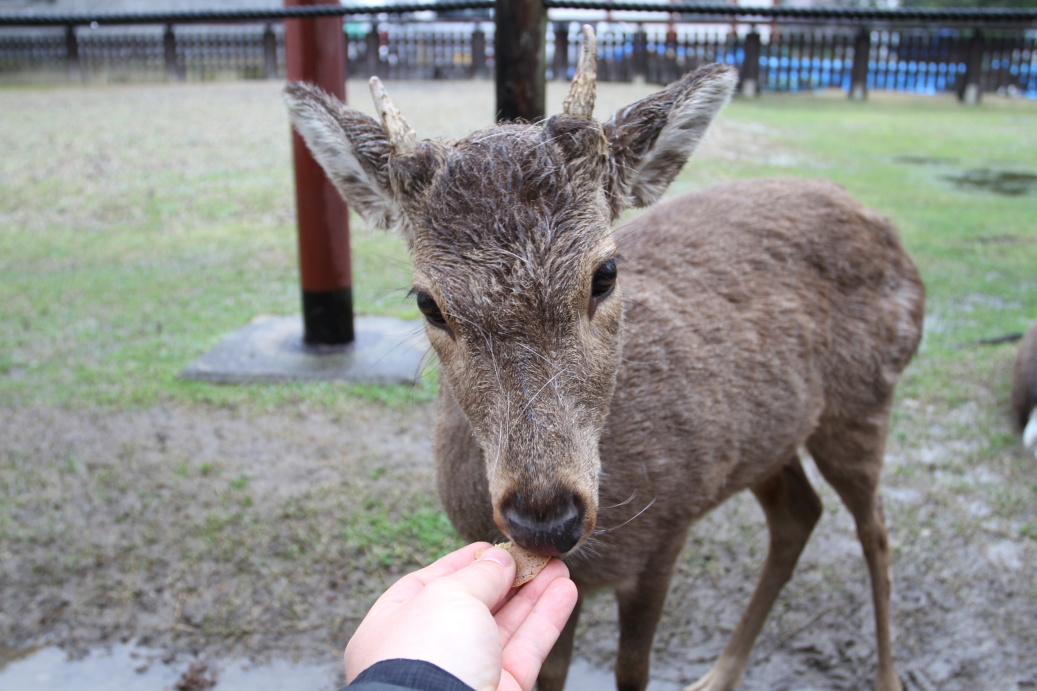 Nara 2015