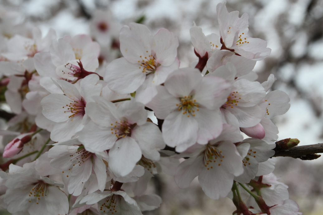 Sakura Nagoya ...2015