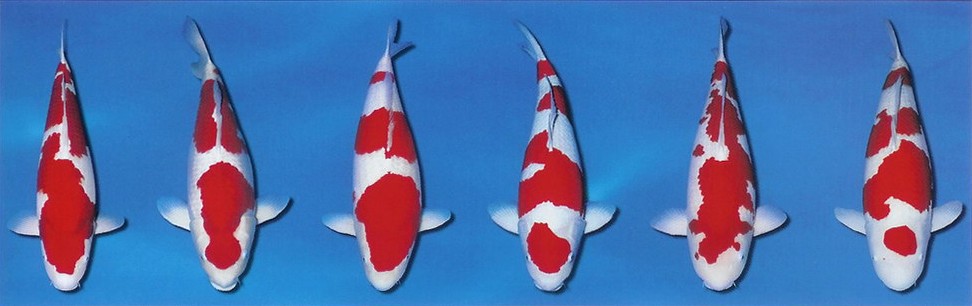 Základní variety KOI