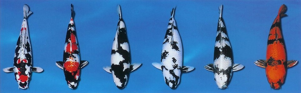 Variety KOI 3