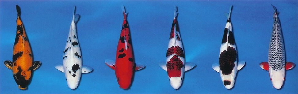 Barevné variety KOI 4