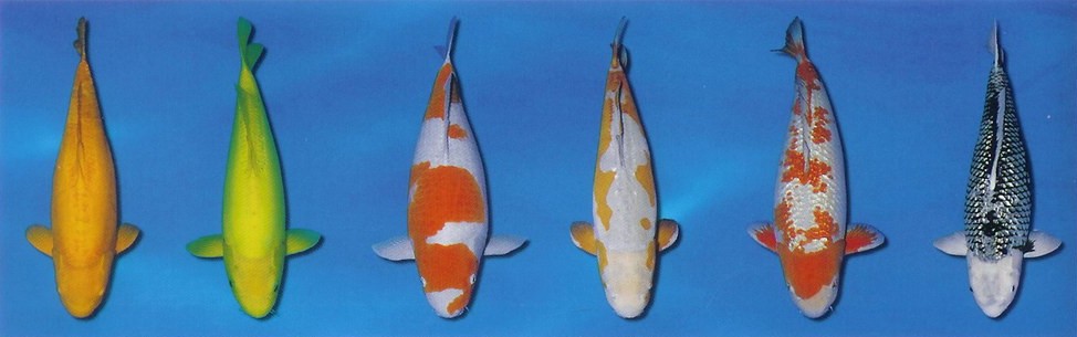 Variety KOI kaprů 7