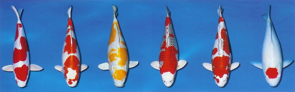 Variety KOI kaprů 10