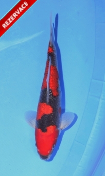 KOI Goshiki