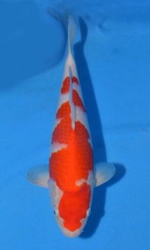 KOI Kohaku