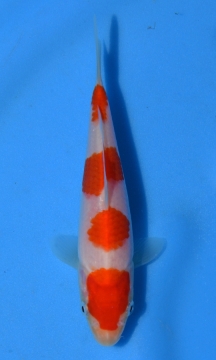 KOI Kohaku