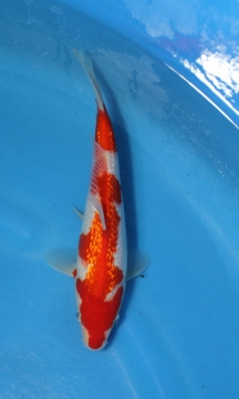 KOI GR Kohaku