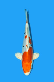Yamato Nishiki  _ JK 23SPS18735   